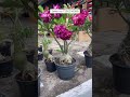 Adenium Plant Online Shopping In India #adenium #flowers #gardening #desertrose