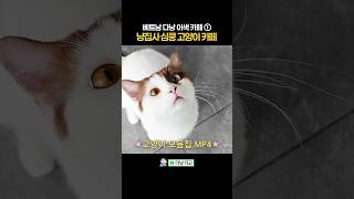 베트남 다낭에 이런 곳이? 심장 폭행 고양이 카페 #다낭여행 #베트남여행 #고양이