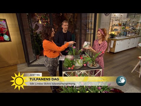 Tulpanens dag – så ska du tänka när du köper tulpaner - Nyhetsmorgon (TV4)