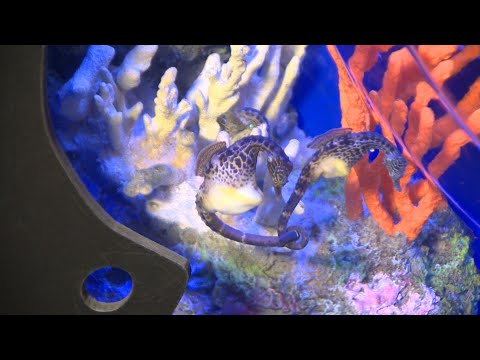 Behind the Wild Seahorses in Backup & Project Seahorse Citizen Science