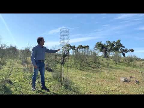 REFORESTACIÓN DE LA DEHESA EN VICTORINO MARTÍN