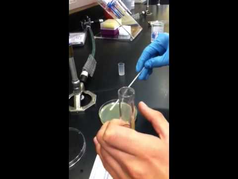 Plating our bacteria for the Antibiotic Susceptibility Test