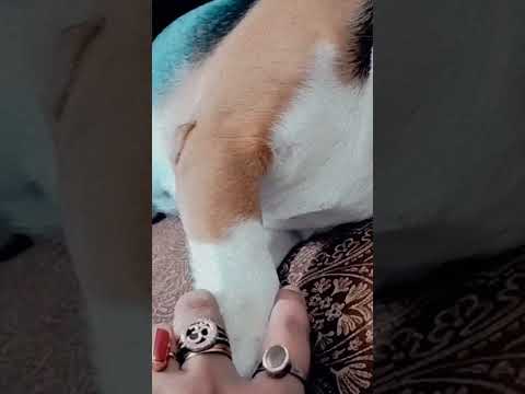 DOG LOVE..PET..FAMILY♥️♥️