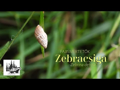 Zebracsiga