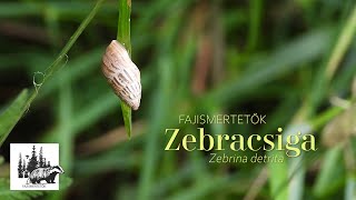 Zebrecsiga – fajismertető videó