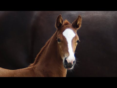 Stutfohlen von Bon Vivaldi und Staatsprämienstute Drogida von De Niro - Eiger I geboren am 28.05.22
