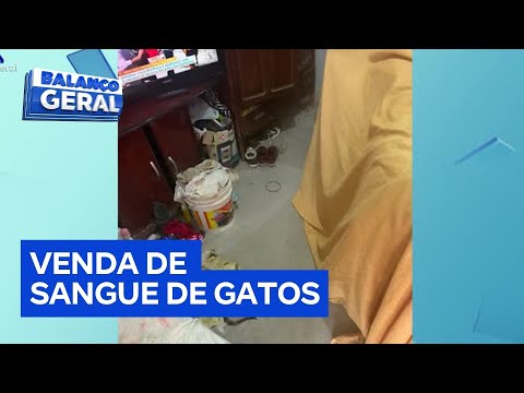 Esquema de venda ilegal de sangue de gatos é descoberto em Monte Alto (SP)