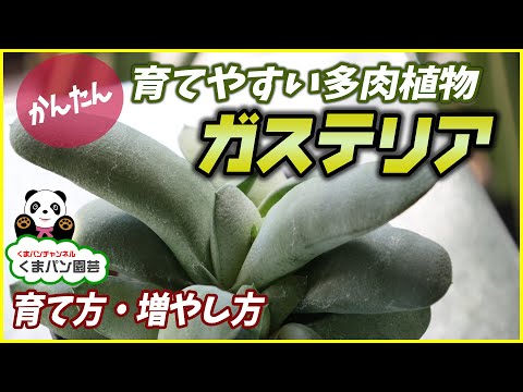 ガステリア 植物