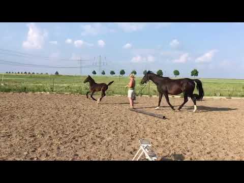 Cellestial x Cartani Stutfohlen, weiß das sie ein Springpferd ist 😂