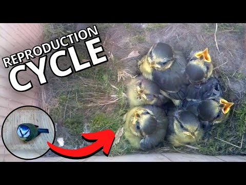 Inside The Nest: Blue Tit's Full Breeding Cycle