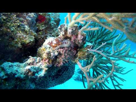 Best Diving in the World.  Cozumel , Mexico GoPro Hero3.