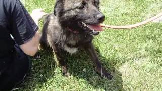 preview picture of video 'RESCUED!--Pepper--Elkhound mix_01.mp4'