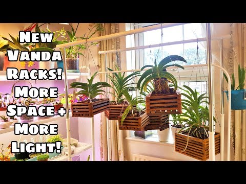 Upgrading the Vanda Setup! Plus talking about my Vanda Care Routine.