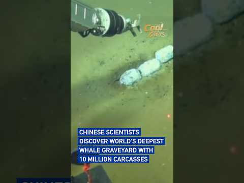 Chinese scientists discover world's deepest whale graveyard with 10 million carcasses