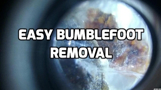 Easy non-surgical removal of bumblefoot on chicken