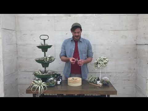 Air plant trio for $9.99