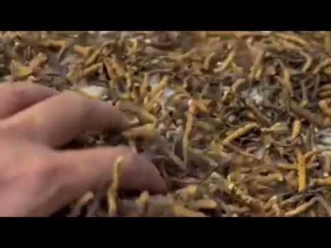 Broken cordyceps sinensis, 60 g