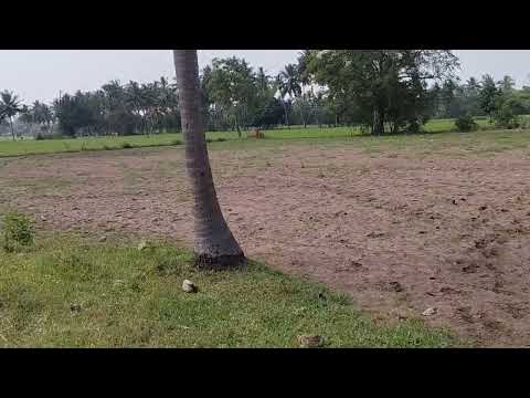  Agricultural Land 21780 Sq.ft. for Sale in Marungulam, Thanjavur