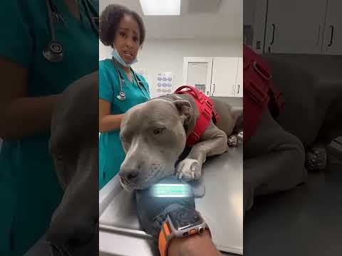 ¡Perro atacó la pared sin parar y se reveló la verdad!