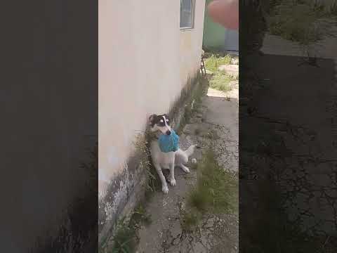 Vídeo de Berry 