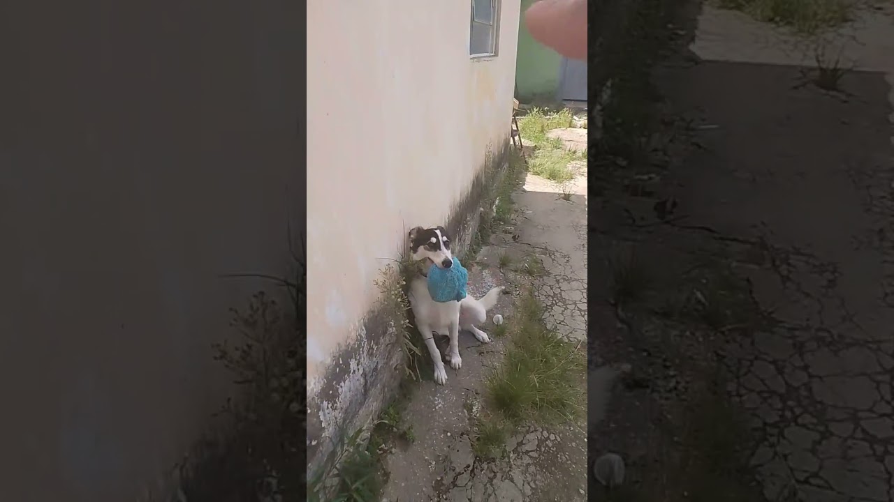 Cachorro raça Border collie  idade 7 a 11 meses nome Berry 