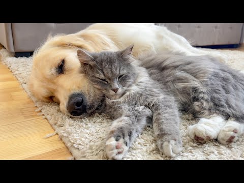 Adorable Cat who Can't Deny His Love for Golden Retriever [Cuteness Overload]