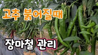 고추 붉어지기 시작 장마철 관리 요령은?