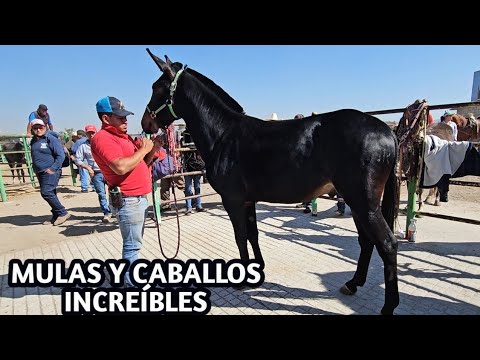 The Most IMPRESSIVE Horse Market in All of Mexico!