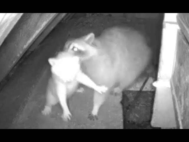 Live webcam view of Behind Dresser Cam at the Raccoon Saloon