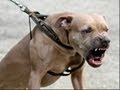 How to stop an attacking dog assault from biting a ...
