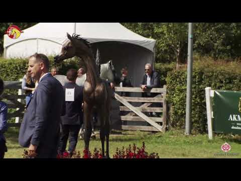 N 81 ETORYK   2020 ELRAN ARABIAN CUP   Liberty Class 18