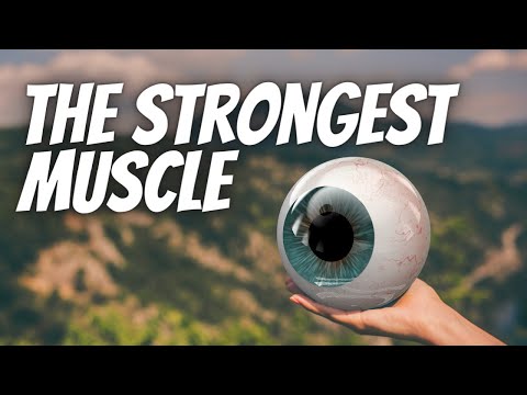 The Strongest Muscles | Rabbi Shlomo Farhi