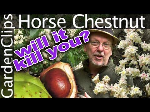 Horse Chestnut Tree - Aesculus hippocastanum - Is it edible?