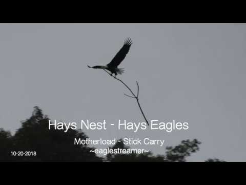 Hays Nest - Hays Eagles - Motherload - Stick Carry - 10-20-2018