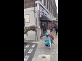 THE WORLD FAMOUS DINO SCARE PRANK Shorts
