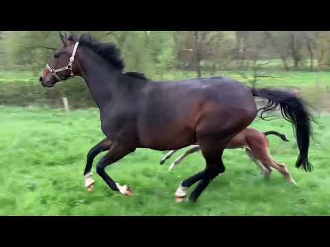 Hengstfohlen von Fürst Toto x Sir Donnerhall x Totilas