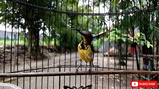 Download lagu AMPUH!! PANCING SOGOK ONTONG MACET BUNYI DENGAN SUARA SOGON INI mp3 Download lagu AMPUH!! PANCING SOGOK ONTONG MACET BUNYI DENGAN SUARA SOGON INI mp3