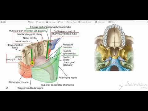 tensor veli palitini 3