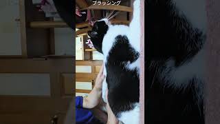 今朝のブラッシング #ねこ #ねこのいる生活 #ねこ動画 #保護猫 #かわいい猫