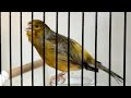 Amazing Canary Sound And Canary Singing