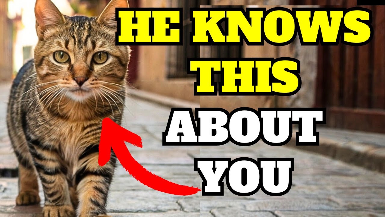 16 SHOCKING Things Your Cat KNOWS About You