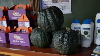 Abóbora em alta: Lagoa Grande mostra força de Minas no campo