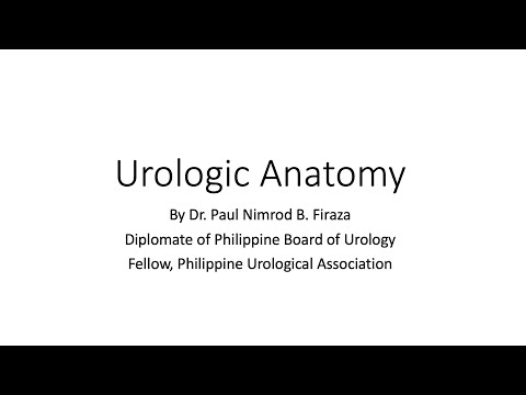 Urologic Anatomy