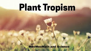 Plant Tropism