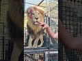 How to Unload LIONS #animals #fun #cat