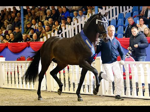 Moreno *2017 by Morricone I x San Amour I (Sosath Stallion Show 2020)