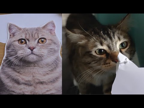 Cat's Reaction to New Cat in House | Siberian Forest Kittens