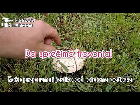 Da sprečimo trovanja❗Kako prepoznati jestivu od otrovne pečurke ‼️