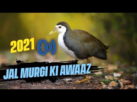 Jal Murgi Ki Awaaz 2021. Waterhen bird Call.