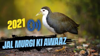 Jal Murgi Ki Awaaz 2021 Waterhen bird Call
